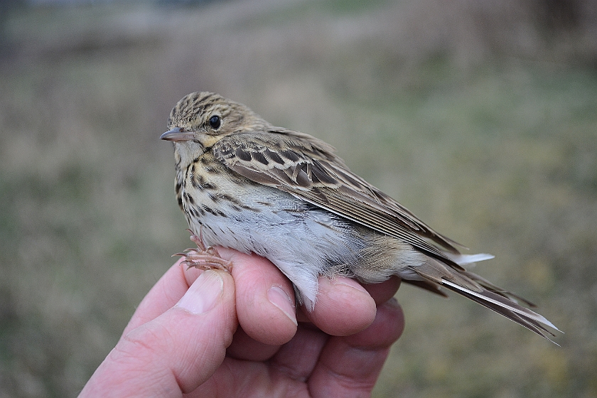 Tree Pipit, Sundre 20130509